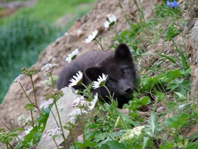 Kamchatka-Peninsula-Eco-tourism-7