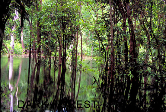 PeruisAmazonrainforest2