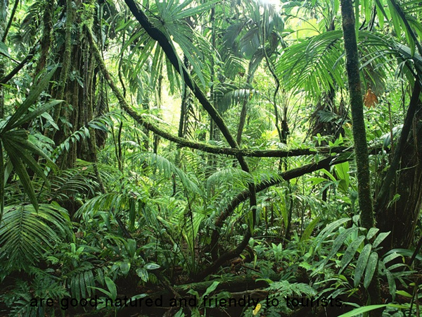PeruisAmazonrainforest3