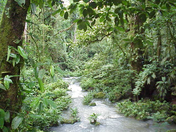 PeruisAmazonrainforest4