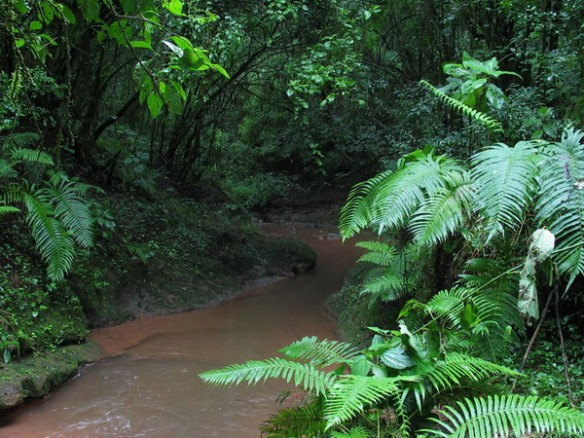 PeruisAmazonrainforest6